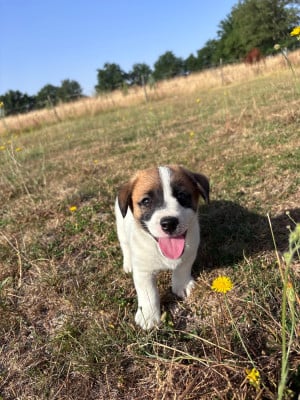 Les chiots de Jack Russell Terrier