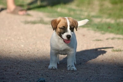 Les chiots de Jack Russell Terrier