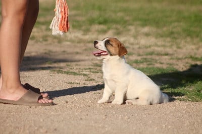 Les chiots de Jack Russell Terrier