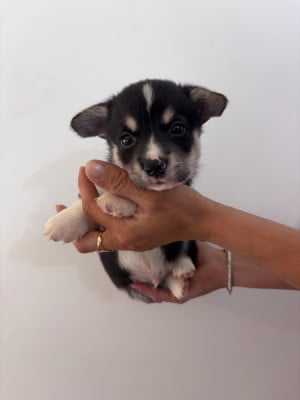 Les chiots de Welsh Corgi Pembroke