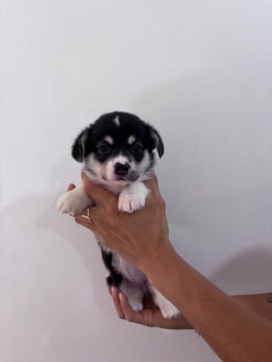 Les chiots de Welsh Corgi Pembroke