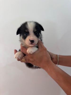 Les chiots de Welsh Corgi Pembroke