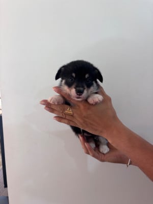 Les chiots de Welsh Corgi Pembroke