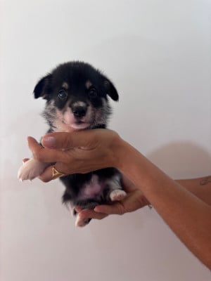 Les chiots de Welsh Corgi Pembroke