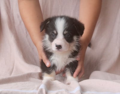 Les chiots de Welsh Corgi Pembroke