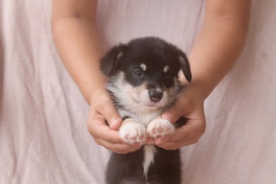 Les chiots de Welsh Corgi Pembroke