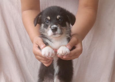 Les chiots de Welsh Corgi Pembroke