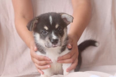 Les chiots de Welsh Corgi Pembroke