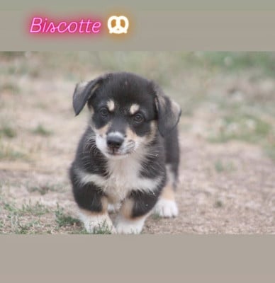 Les chiots de Welsh Corgi Pembroke