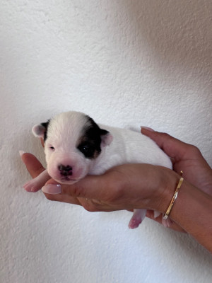 Les chiots de Jack Russell Terrier