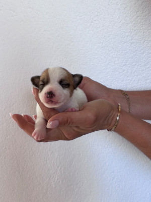 Les chiots de Jack Russell Terrier
