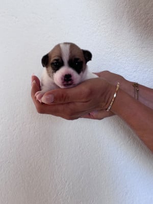 Les chiots de Jack Russell Terrier