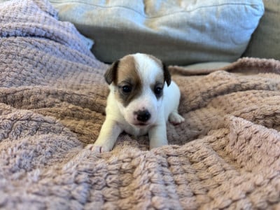 Les chiots de Jack Russell Terrier