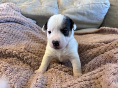 Les chiots de Jack Russell Terrier
