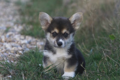 Les chiots de Welsh Corgi Pembroke