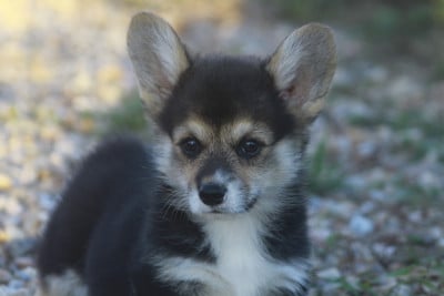 Les chiots de Welsh Corgi Pembroke