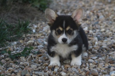 Les chiots de Welsh Corgi Pembroke