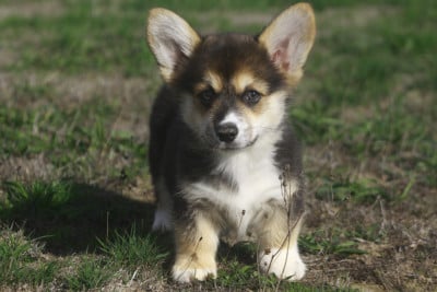 Les chiots de Welsh Corgi Pembroke