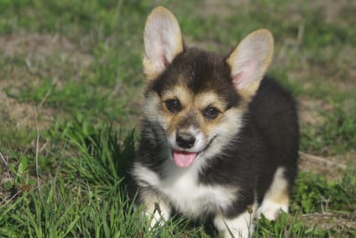 Les chiots de Welsh Corgi Pembroke