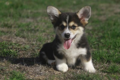 Les chiots de Welsh Corgi Pembroke