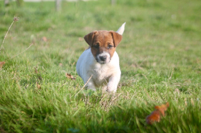 Les chiots de Jack Russell Terrier