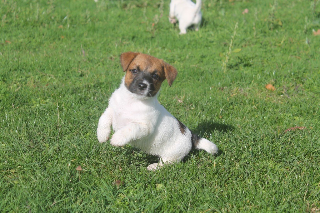 Jack Russell Terrier - des Douces Merveilles