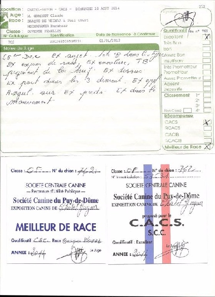 Heidi de la Roseraie de Pennanguer - MEILLEUR DE RACE CACS