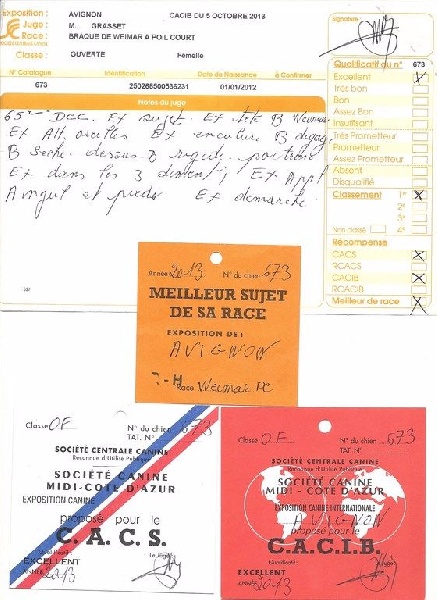 Heidi de la Roseraie de Pennanguer - MEILLEUR DE RACE CACS/CACIB