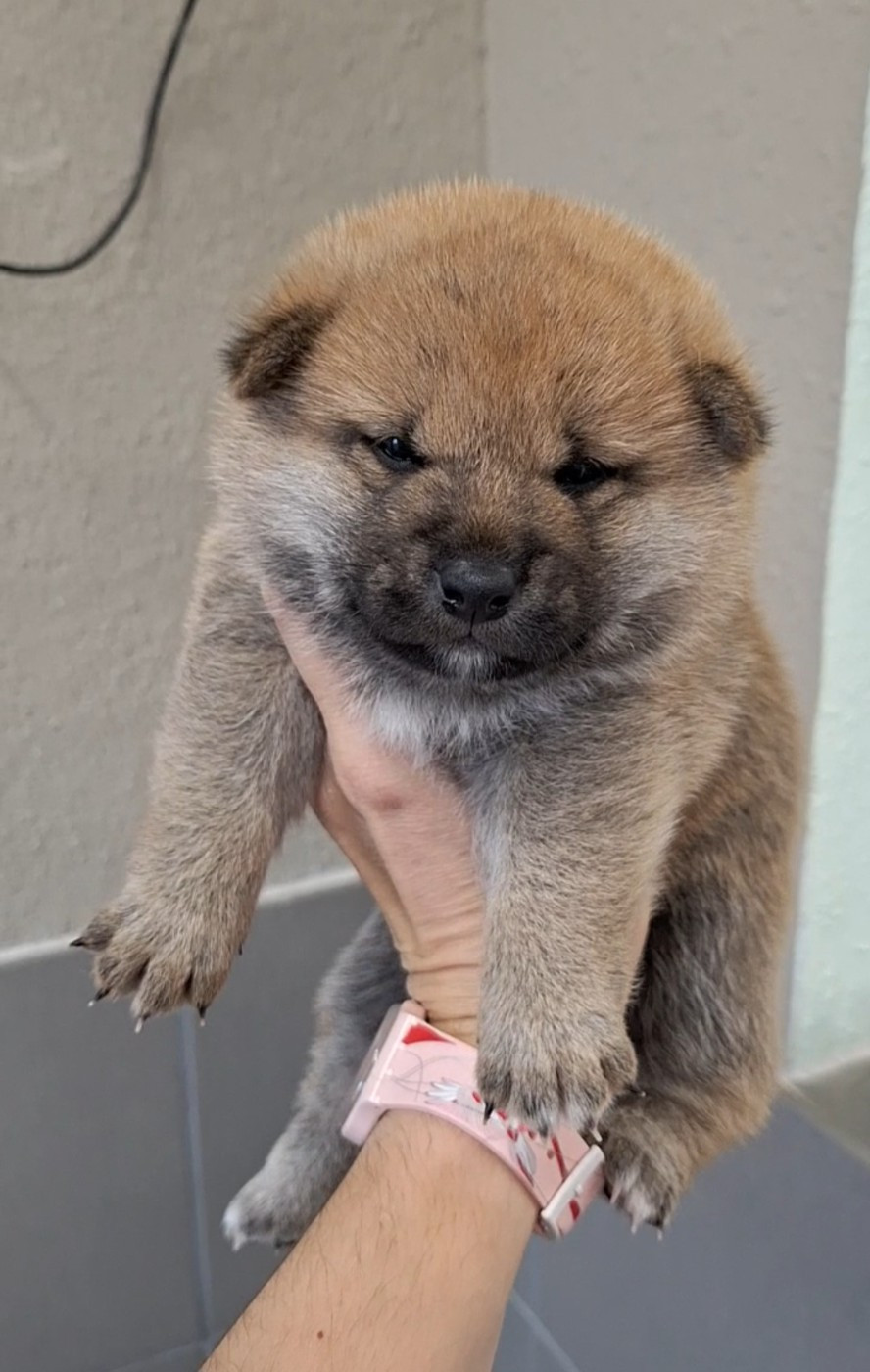Chiot N°1 - Shiba