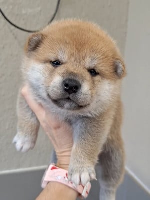 Les chiots de Shiba