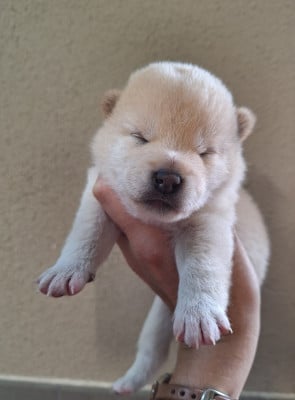 Les chiots de Shiba
