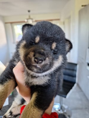 Les chiots de Shiba