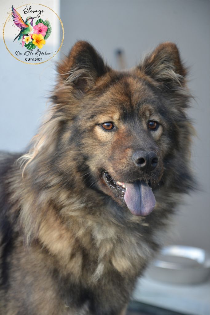 Tamahine De L'ile d'Hetna 