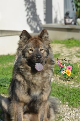 Étalon Eurasier - Tamahine De L'ile d'Hetna