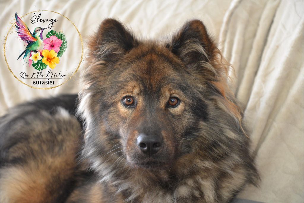 Tamahine De L'ile d'Hetna 