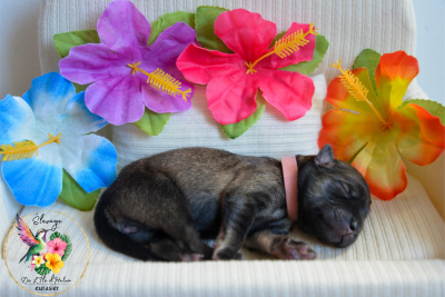Les chiots de Eurasier