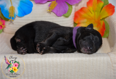 Les chiots de Eurasier