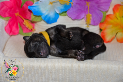 Les chiots de Eurasier