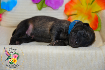 Les chiots de Eurasier