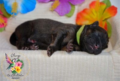 Les chiots de Eurasier