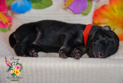 Les chiots de Eurasier