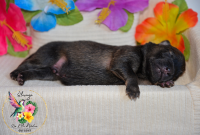 Les chiots de Eurasier