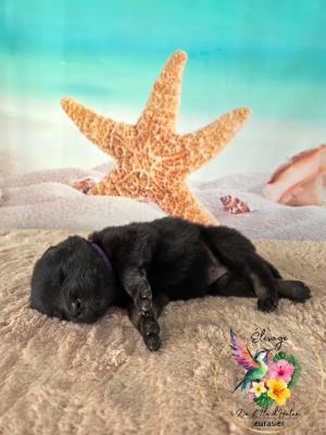 Les chiots de Eurasier