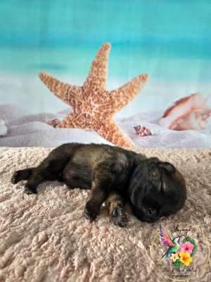 Les chiots de Eurasier