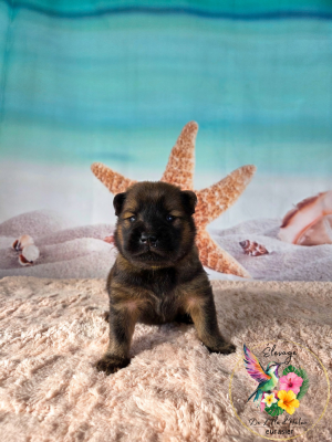 Les chiots de Eurasier