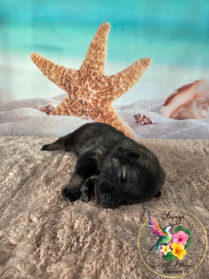 Les chiots de Eurasier