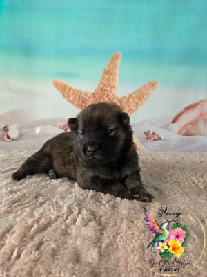 Les chiots de Eurasier