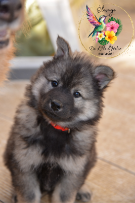 Les chiots de Eurasier