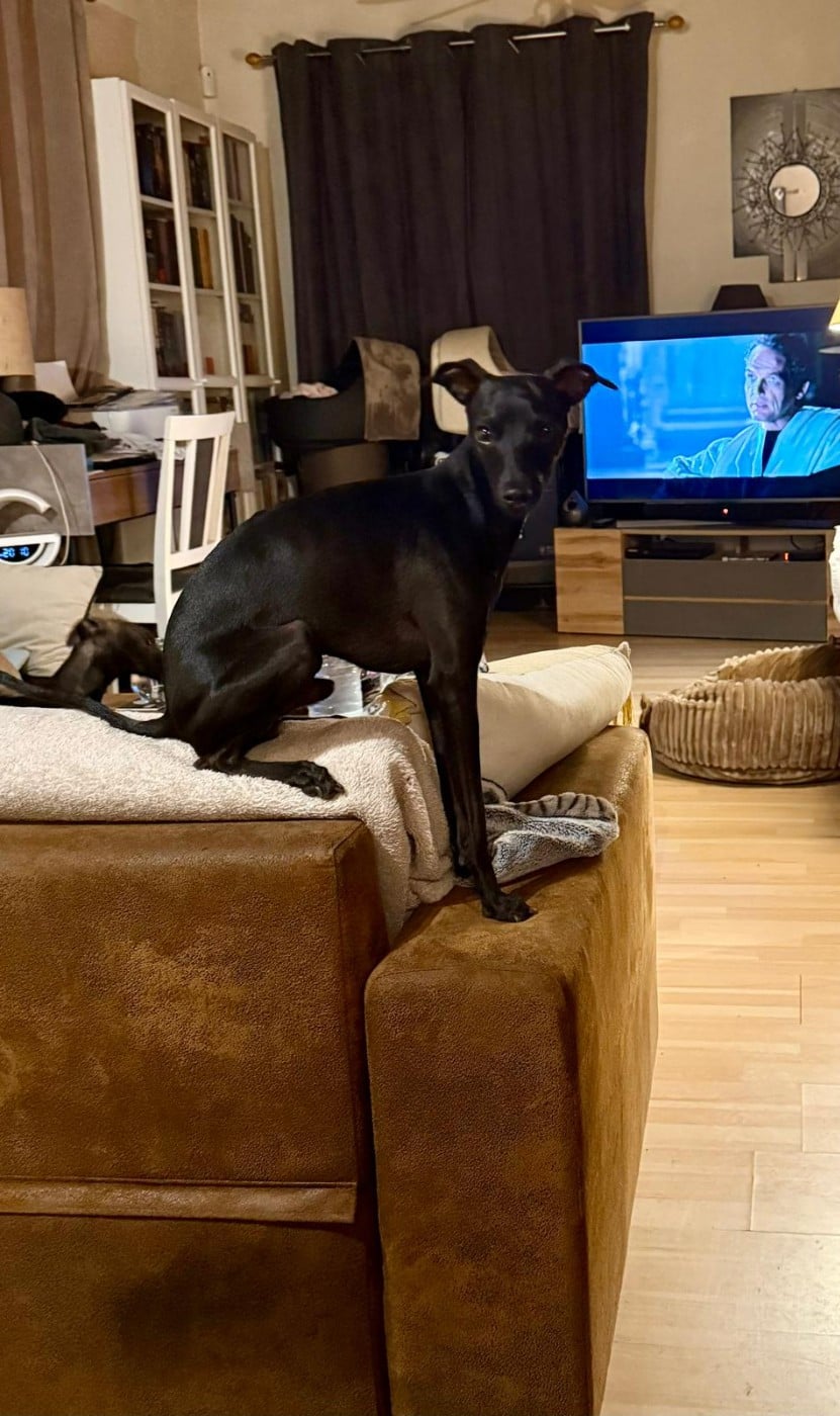 Vinci Il Pittore Du Domaine Des Grands Causses