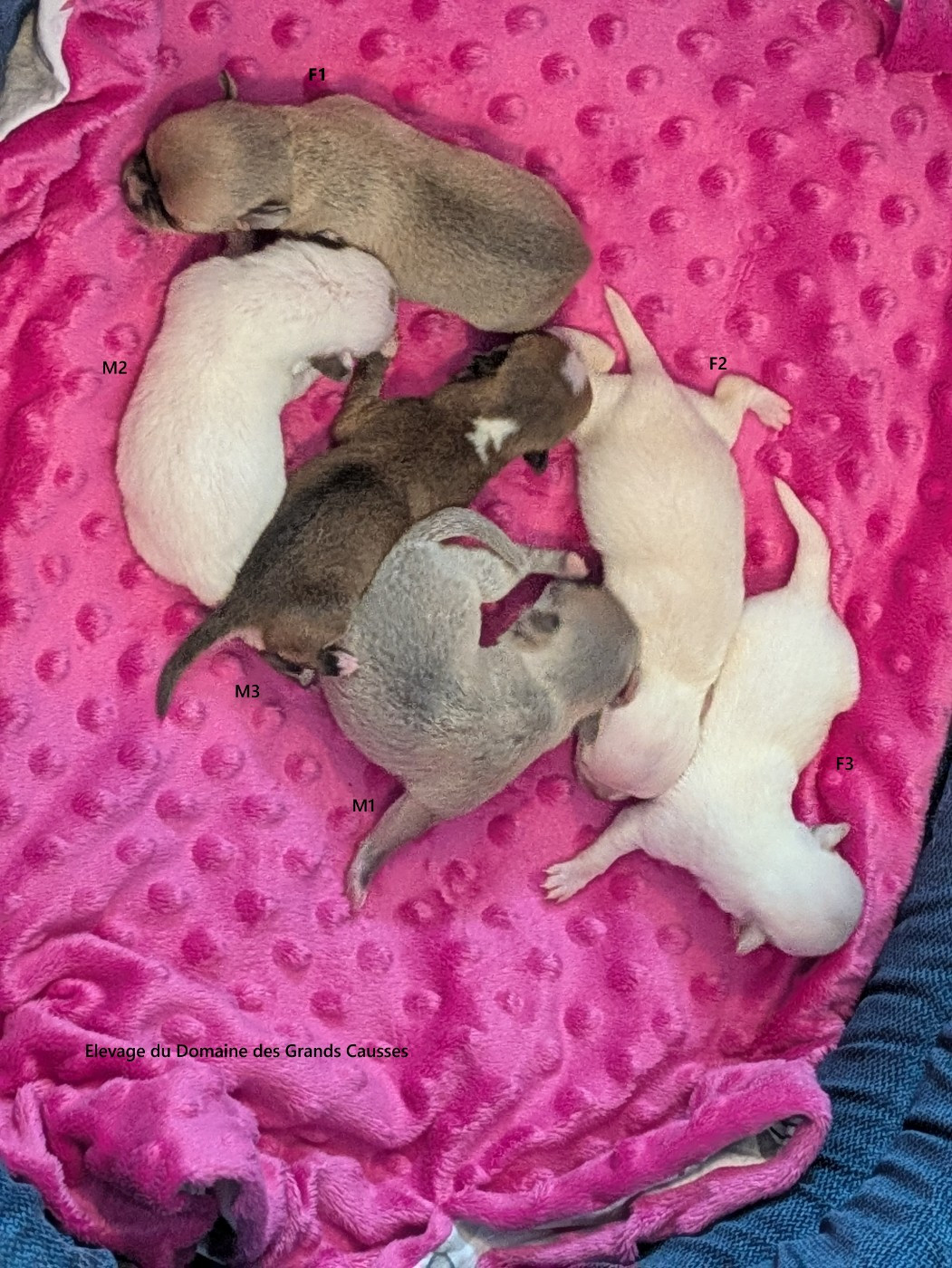 Chihuahua - Du Domaine Des Grands Causses